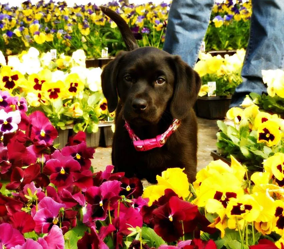 Buddy in the Pansies