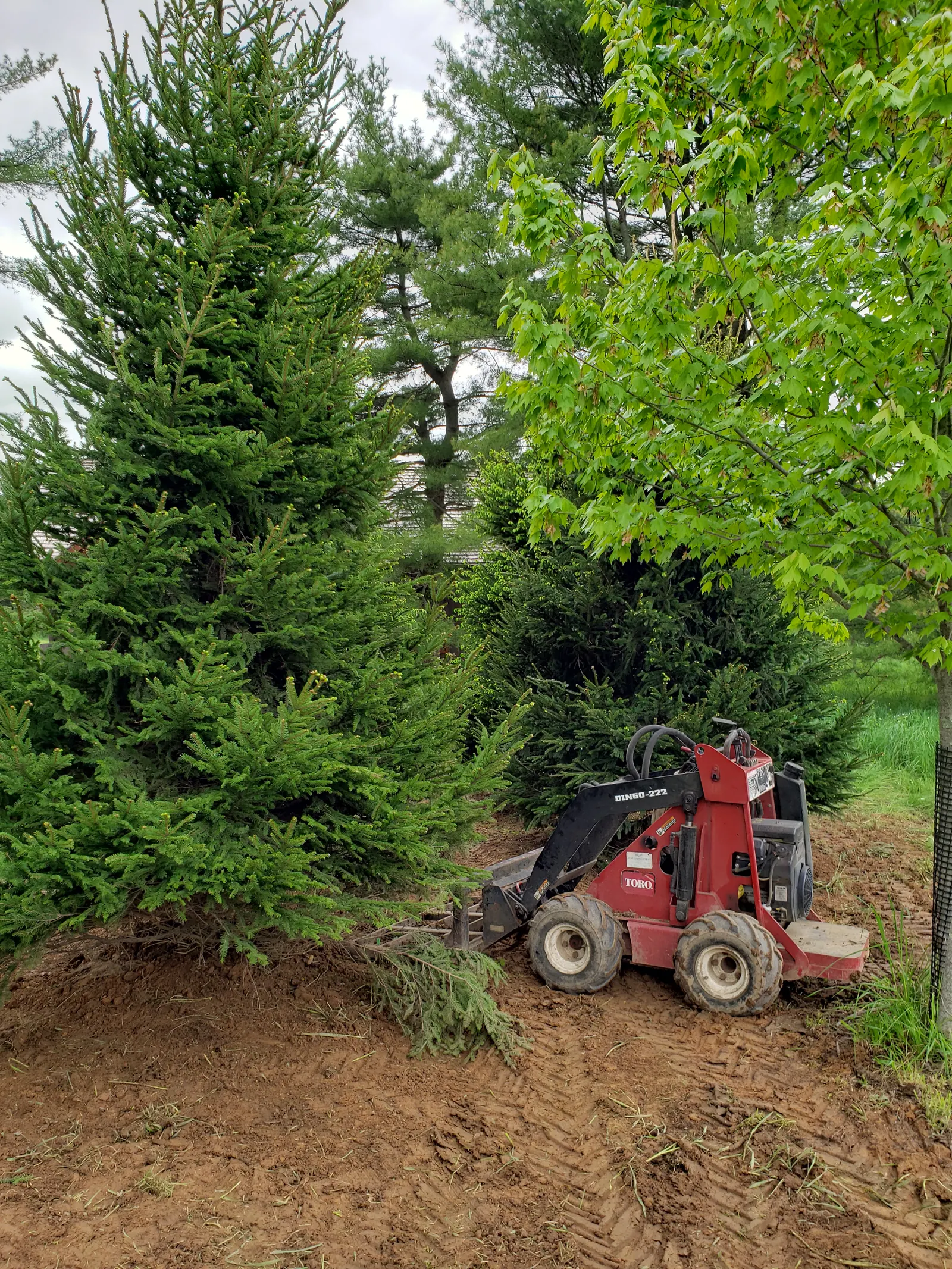 Spruce Installation with Toro Dingo
