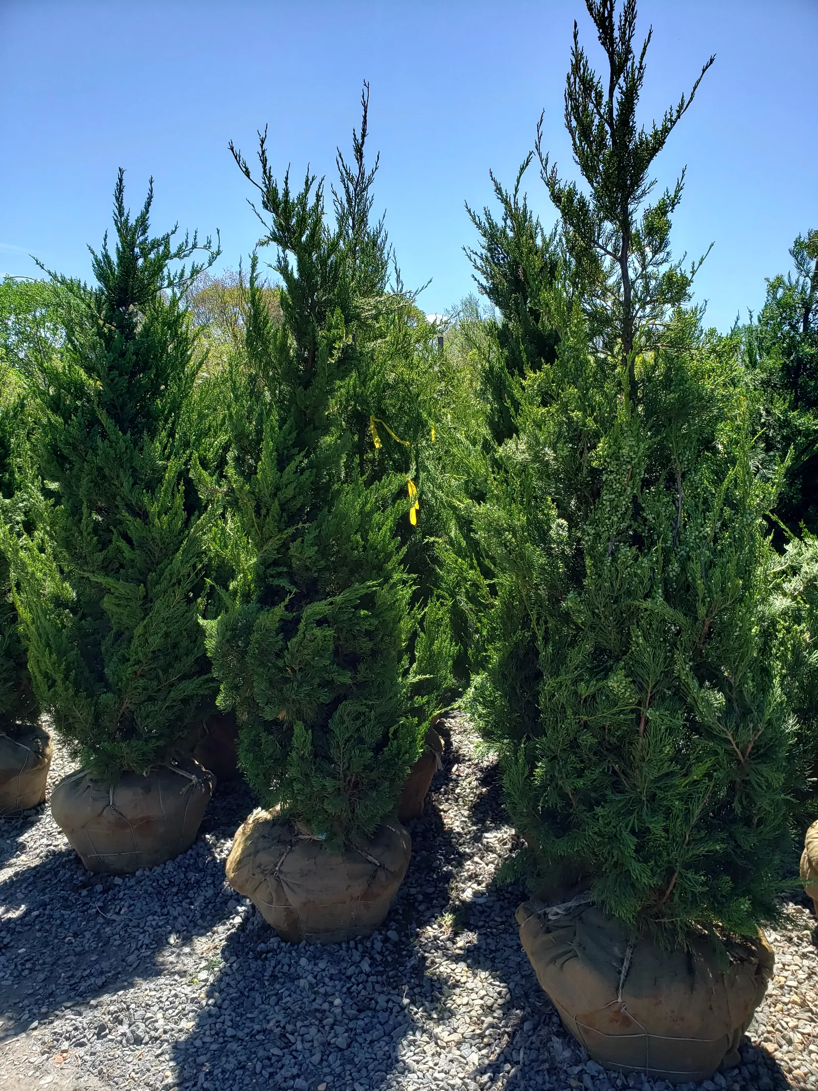 B&B Evergreens Ready to Plant