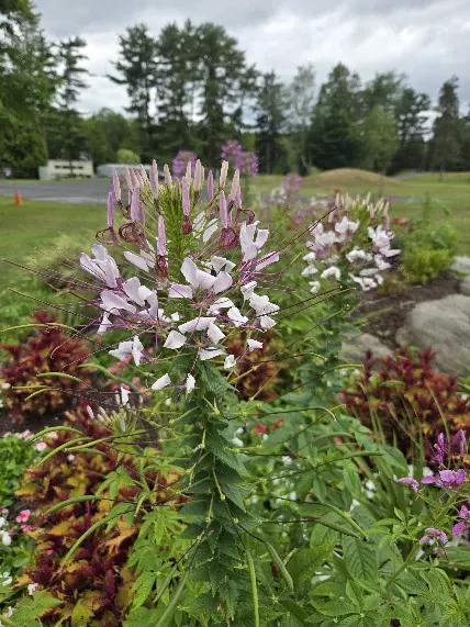 Cleome & Coleus Close-Up