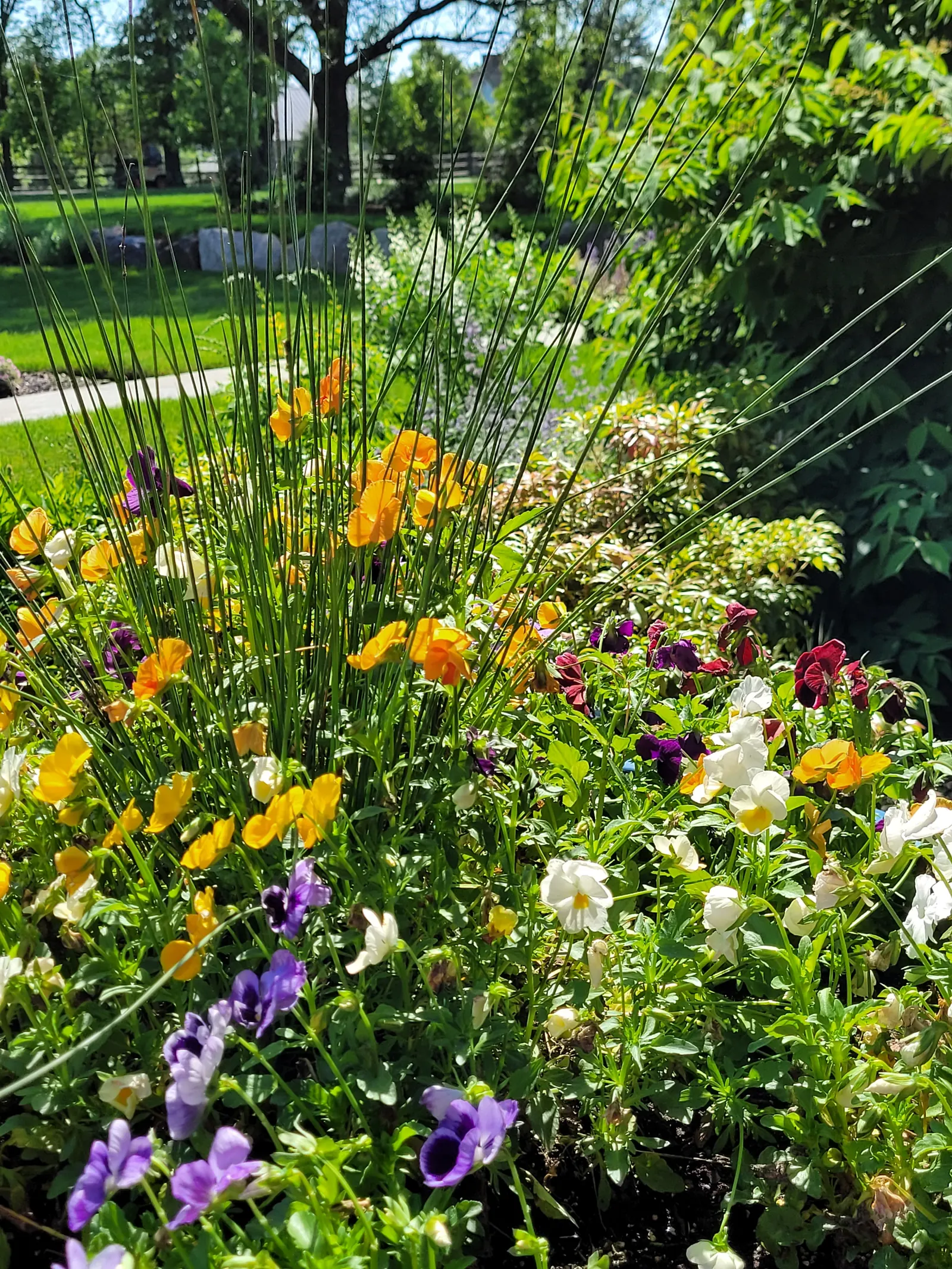 Yellow Poppy Garden