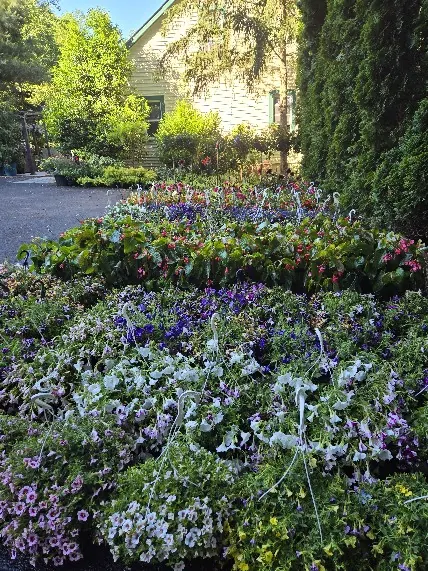 Nursery Annual Display