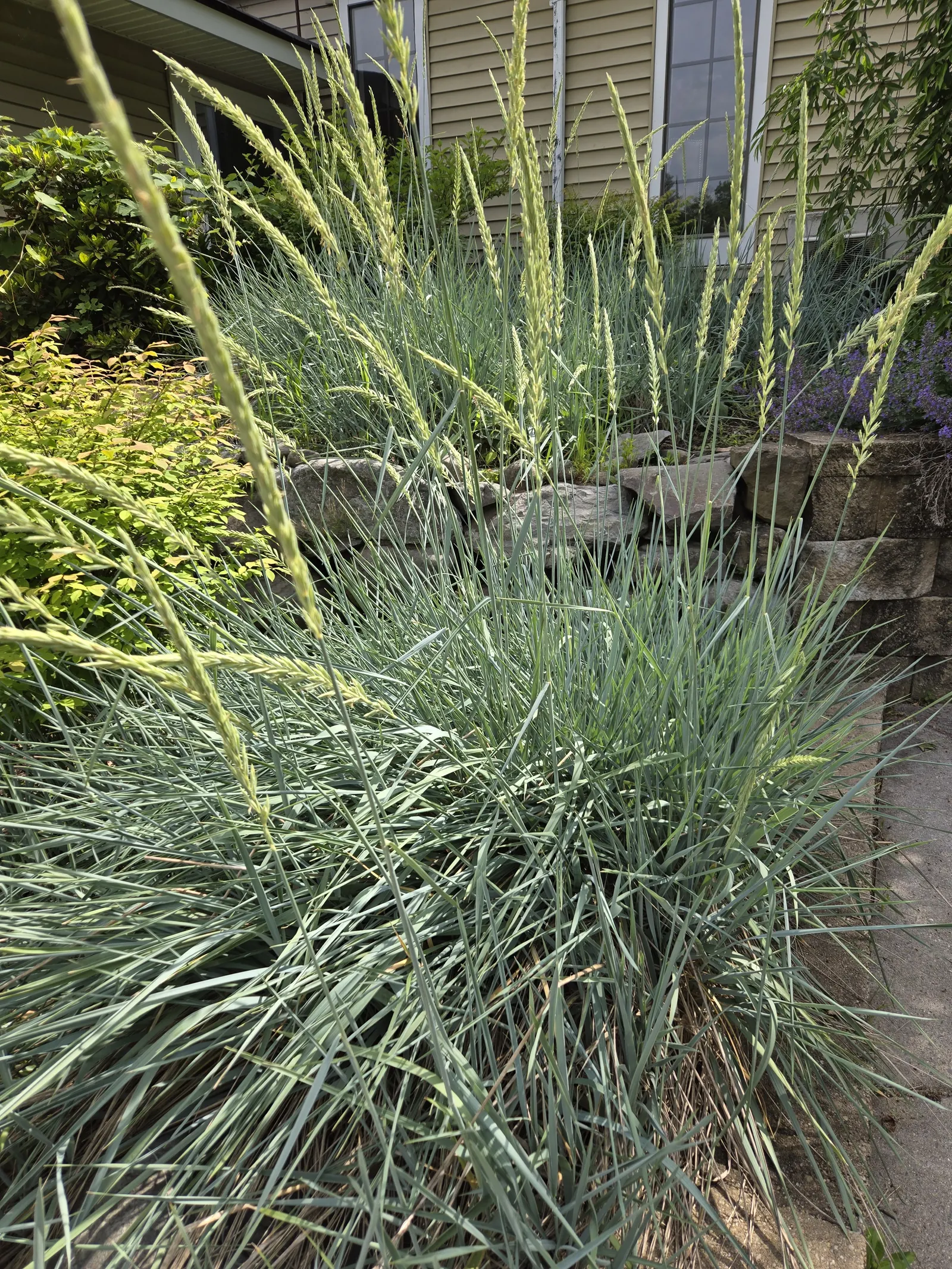 Ornamental Grass Feature