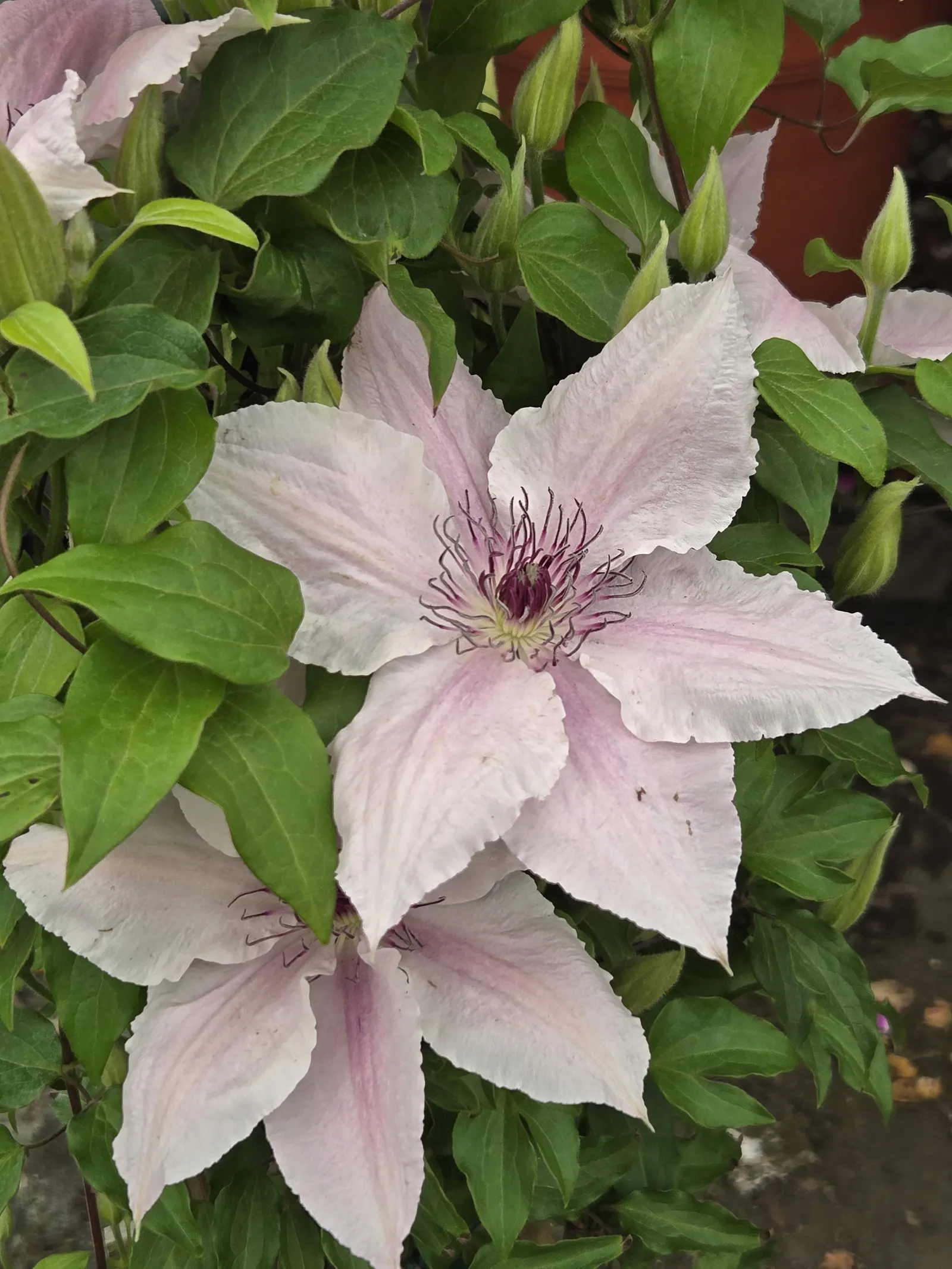 Clematis Close-Up