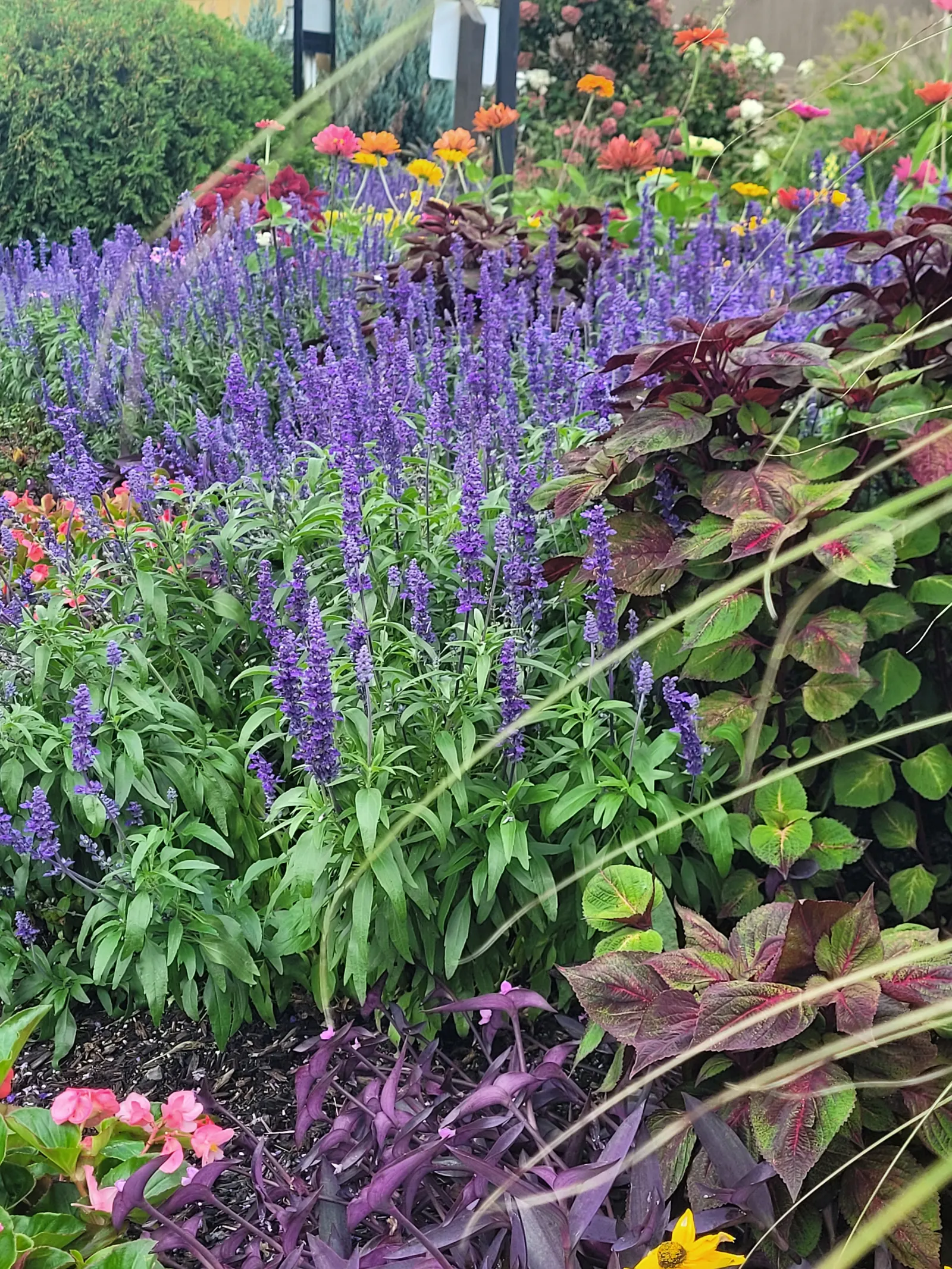 Salvia & Coleus Garden Bed