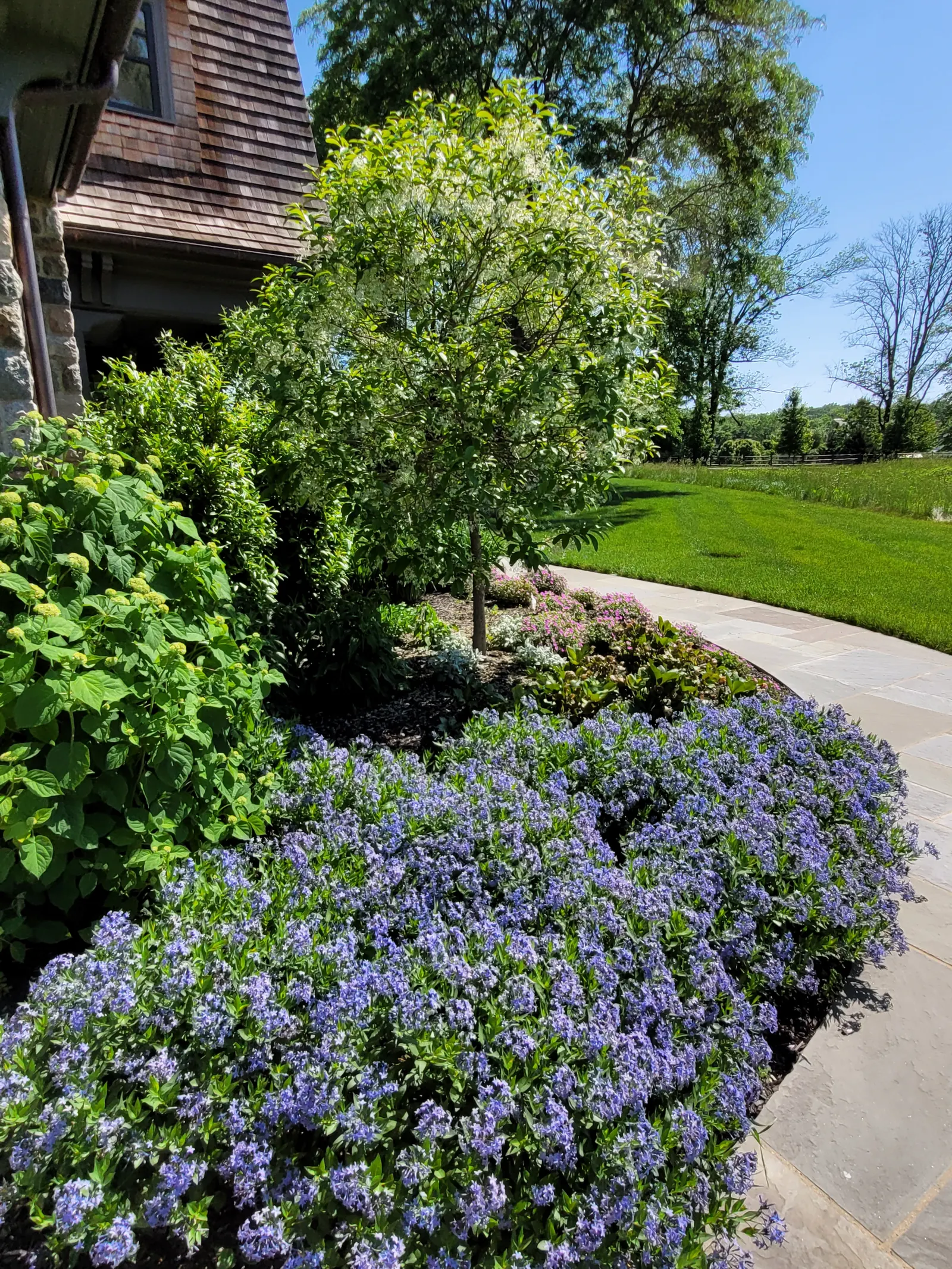 Blue Phlox Groundcover