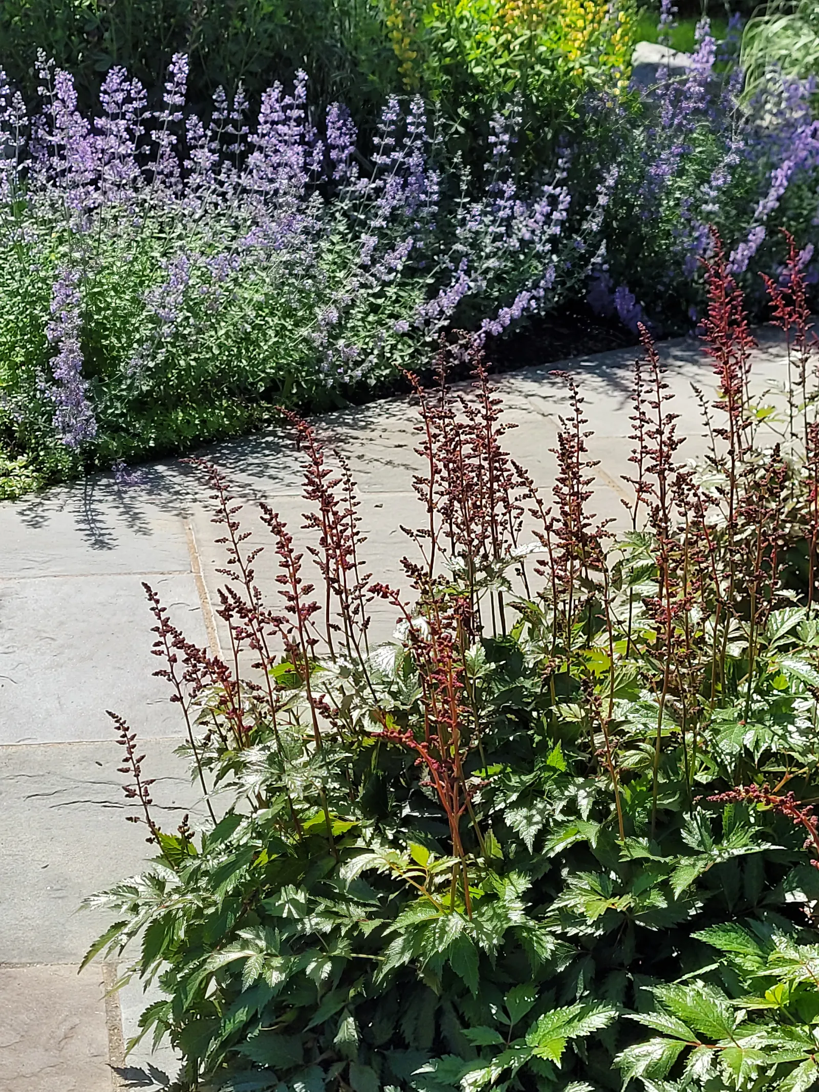 Astilbe & Catmint Along Bluestone