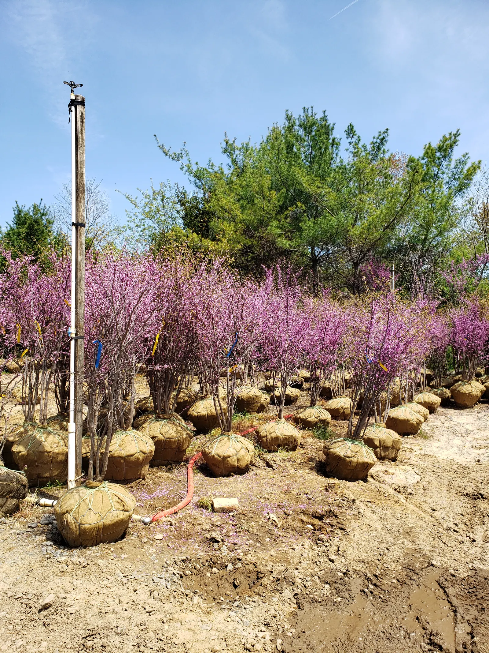 Eastern Redbud Tree Farm