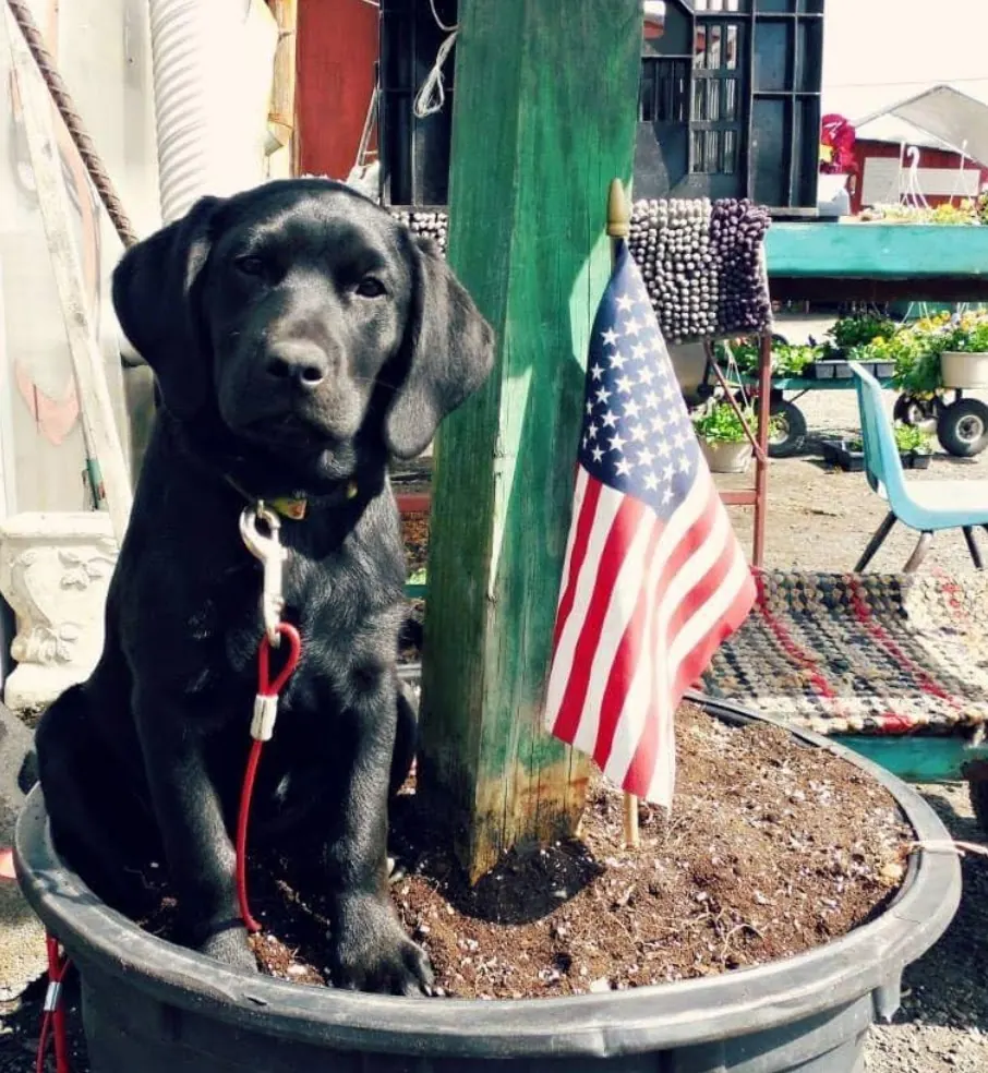 Backyard Buddy Mascot