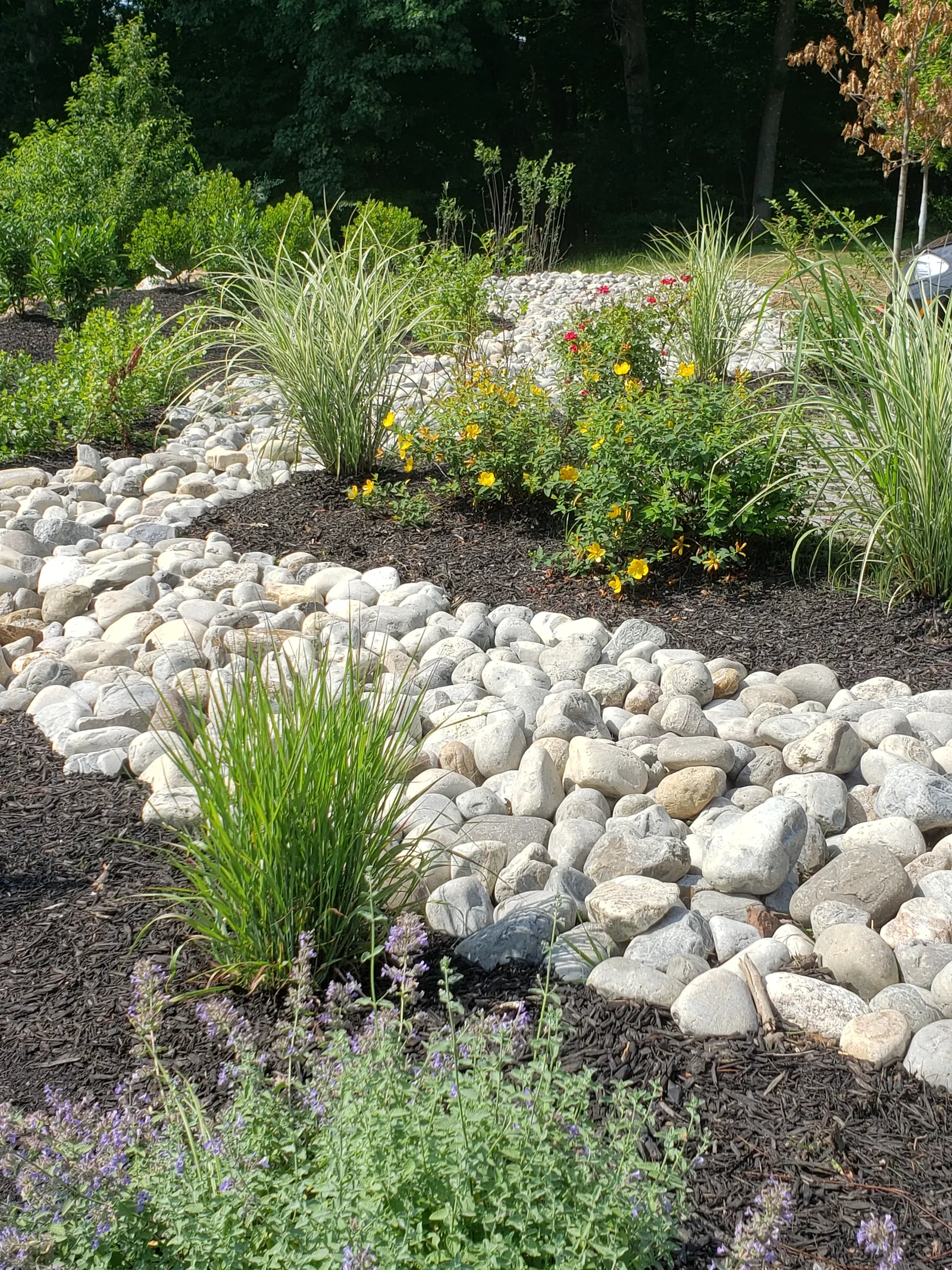 Dry Creek Bed Garden