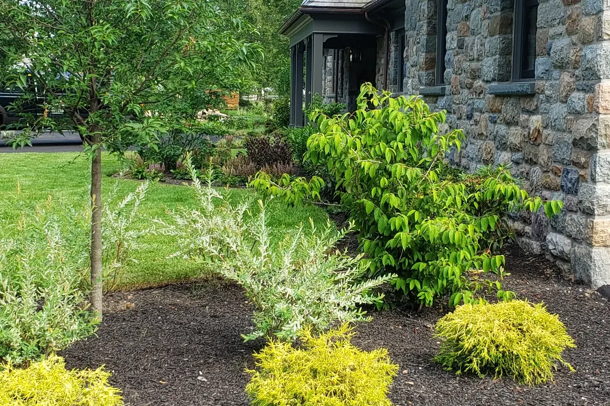 Freshly planted foundation bed with young shrubs spaced for their mature size