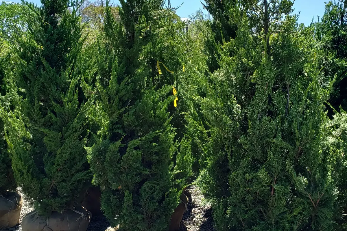 Balled-and-burlapped evergreens lined up at the nursery, ready to plant