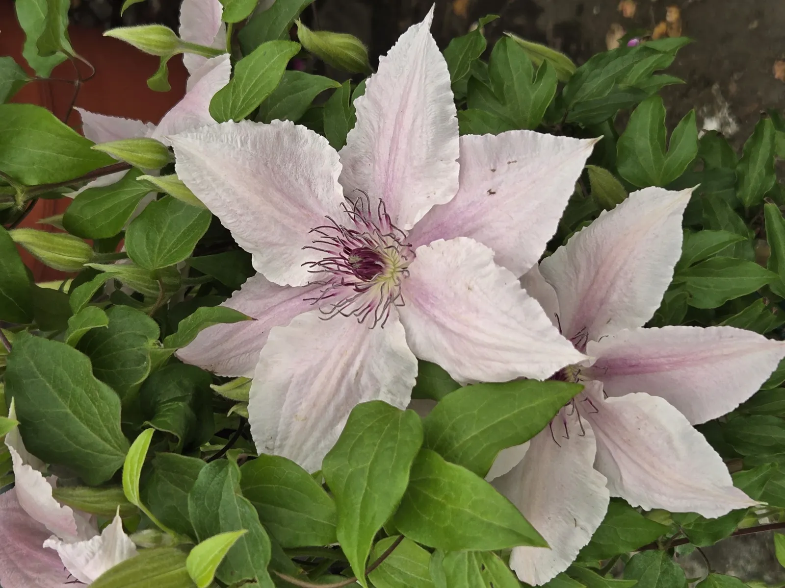 Blushing Clematis in Bloom