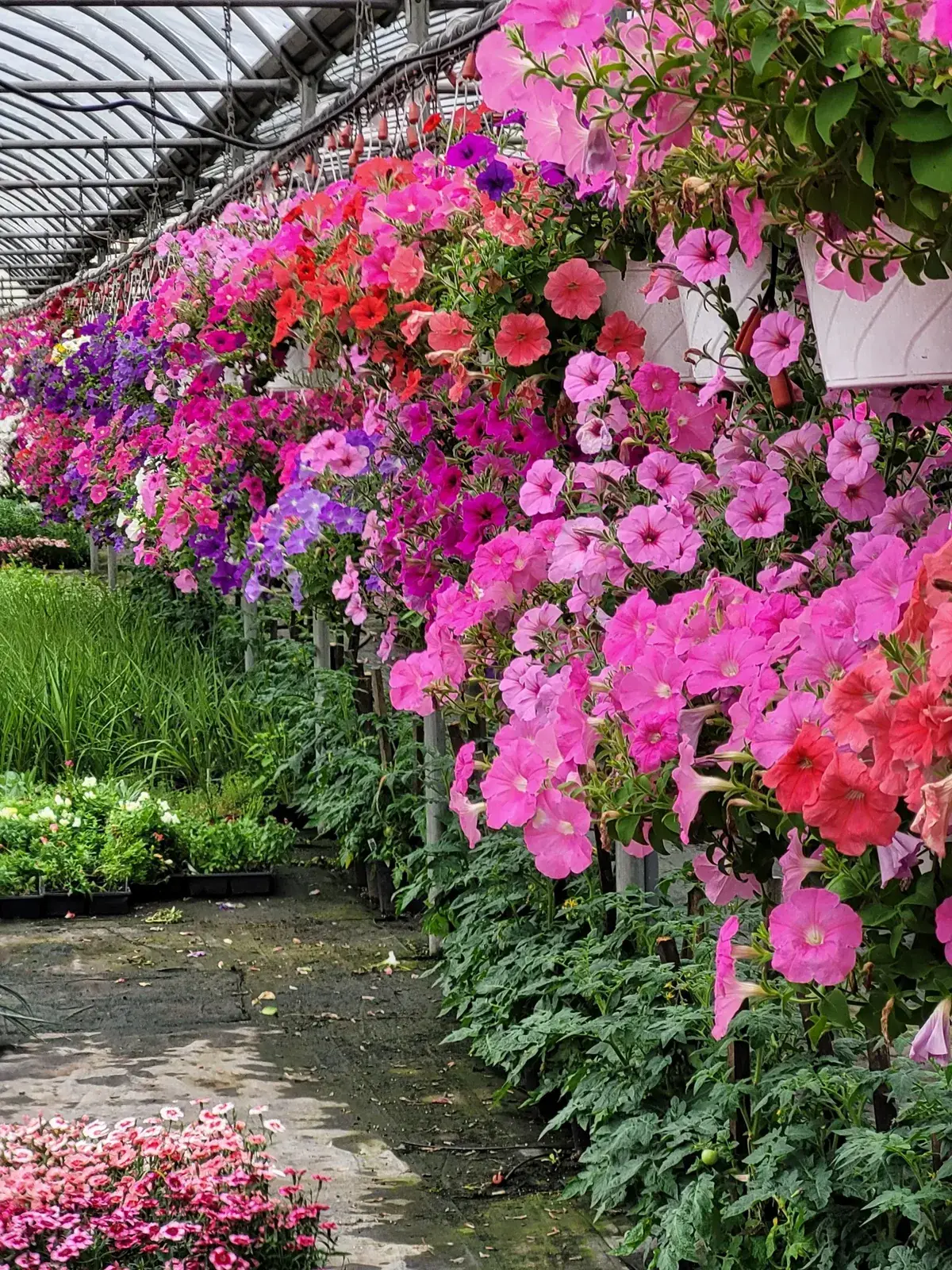 Cascading Petunia Baskets