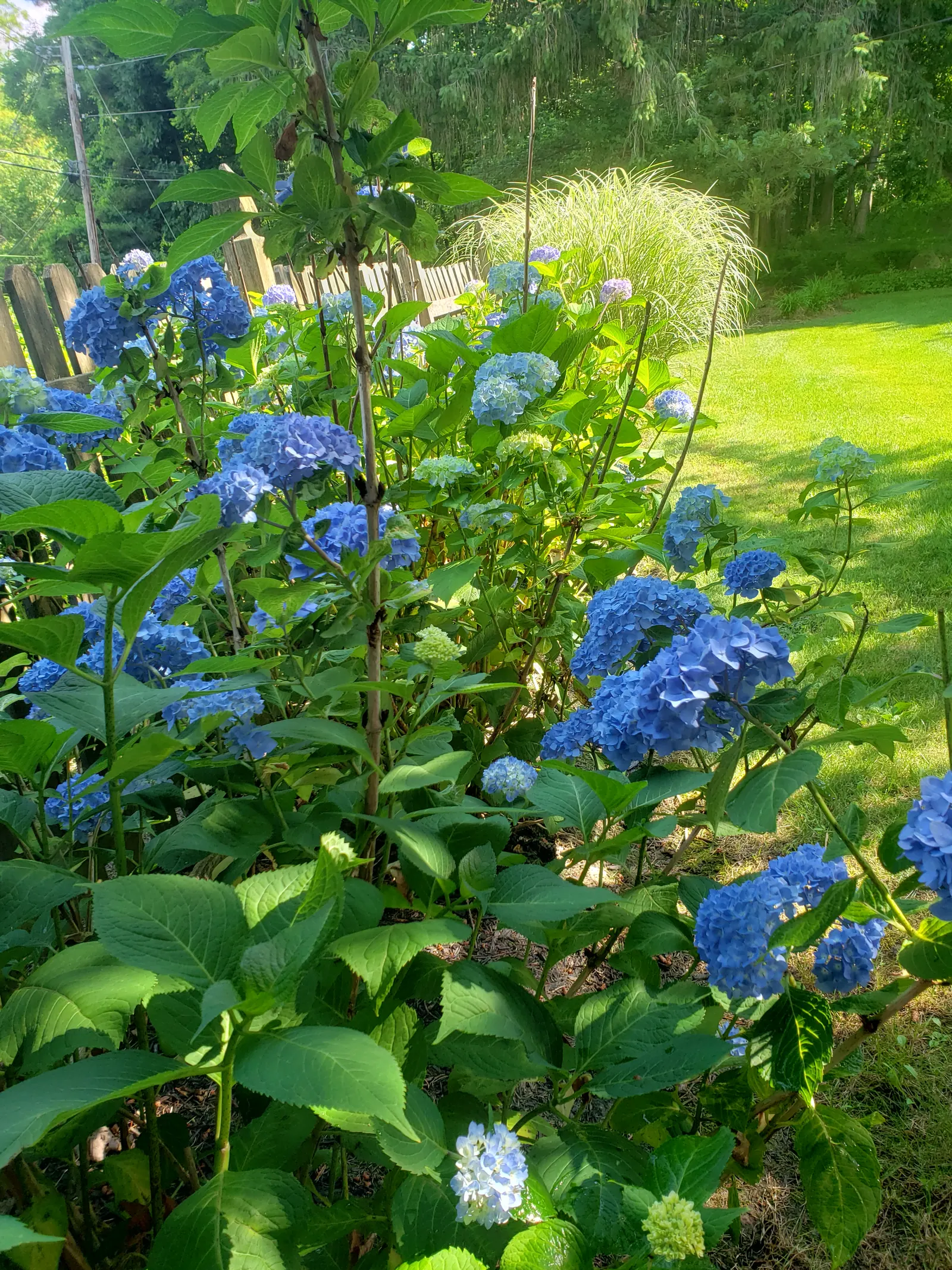 Blue Hydrangea Garden