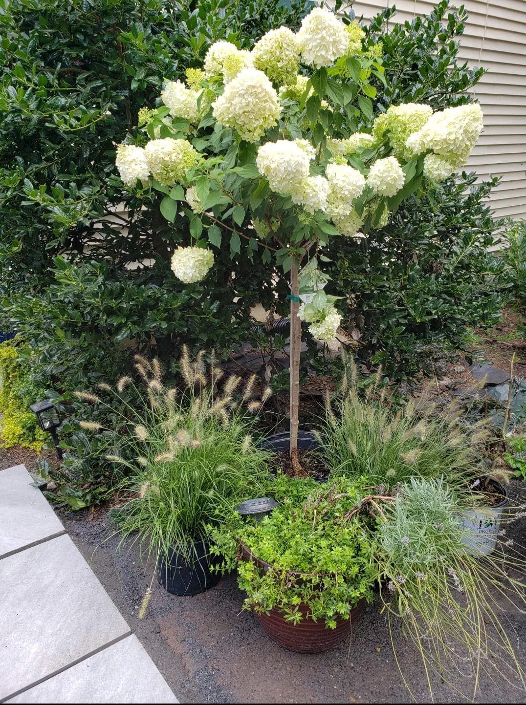 Limelight Hydrangea Tree