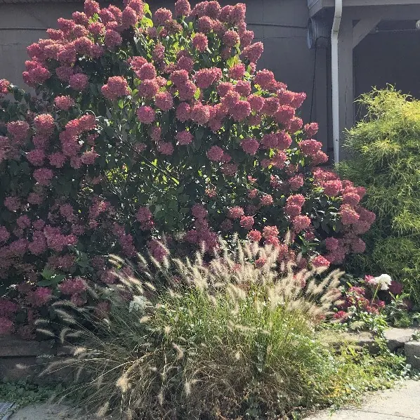 Pink Hydrangea & Fountain Grass