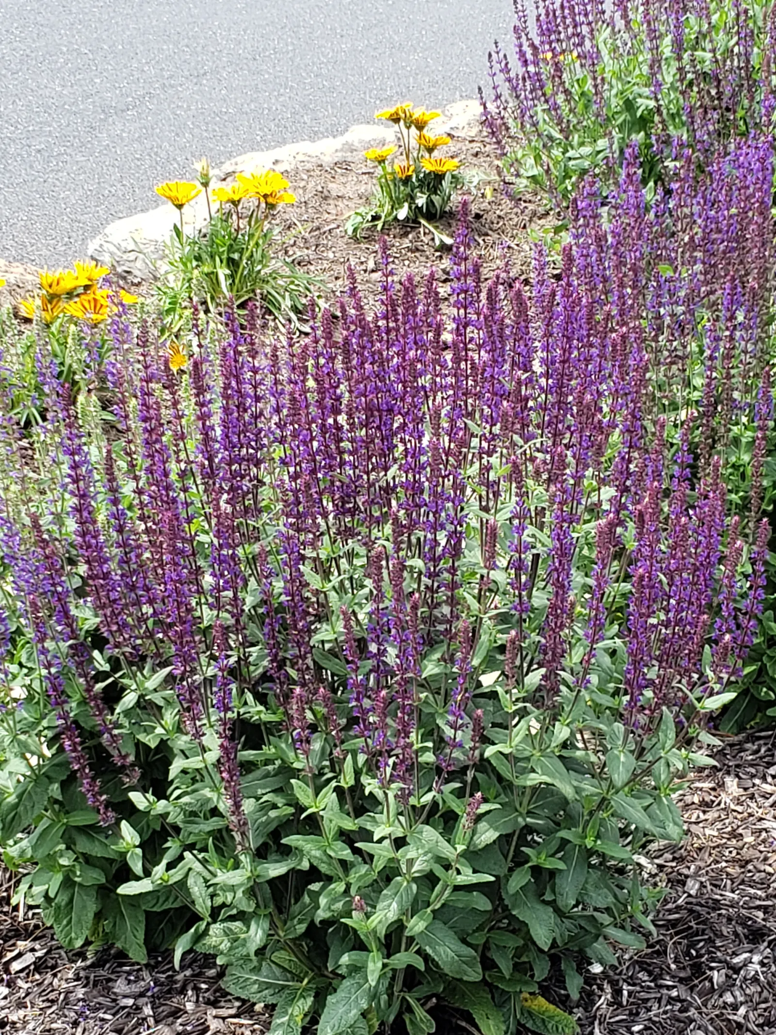 Purple Salvia & Yellow Daisy Border