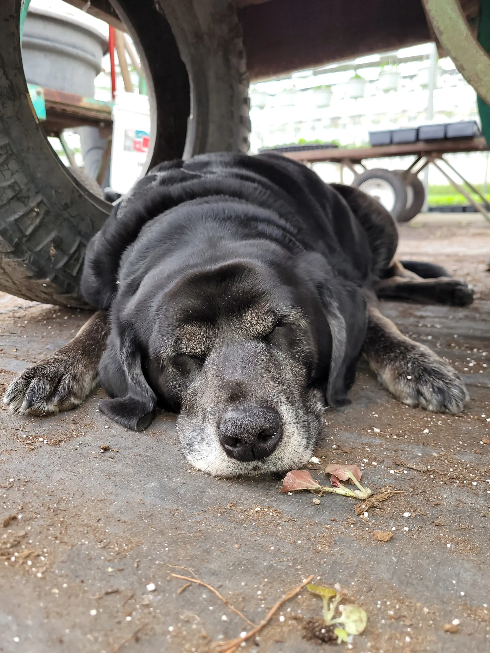 Buddy Takes a Break